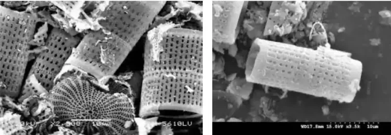 矽藻土應用 – 矽藻土在去除醫療核放射性廢水的前景探討